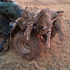 Two predators after a predator hunt