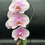Miniature : Orchidée Rose Pâle