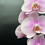 Miniature : Orchidée Rose Pâle