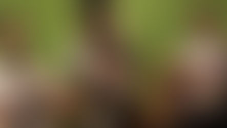 La popular “Xalapa vibra la música clásica y jazz