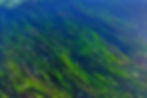 Underwater seagrass meadows on St Martins Isles of Scilly