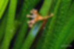 A rare stalk jelly attached to a blade of seagrass