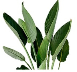 plant.jpg