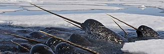 WTNarwhalsNarwhals.jpeg