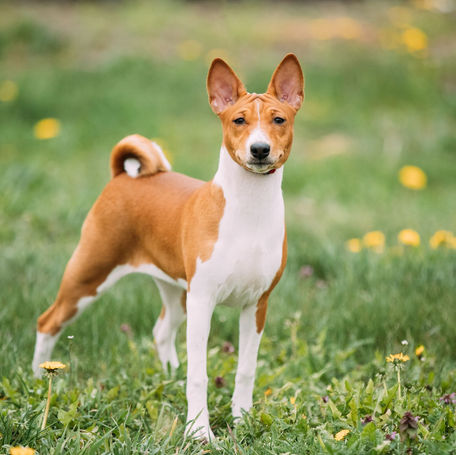 Top Three Dog Breeds with Feline Behaviors