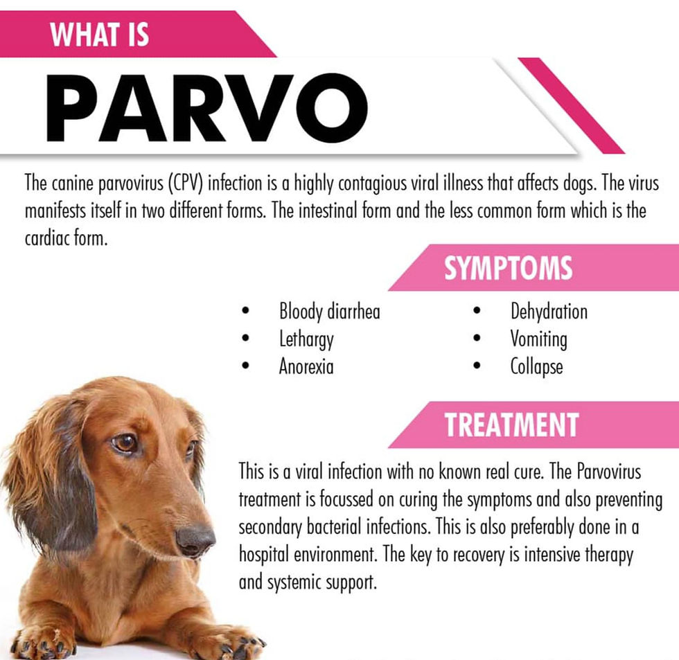 Parvo virus symptoms and treatment
