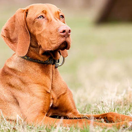 How to Improve Canine Reproductive Outcomes: Comprehensive Insights and Real-World Guidance