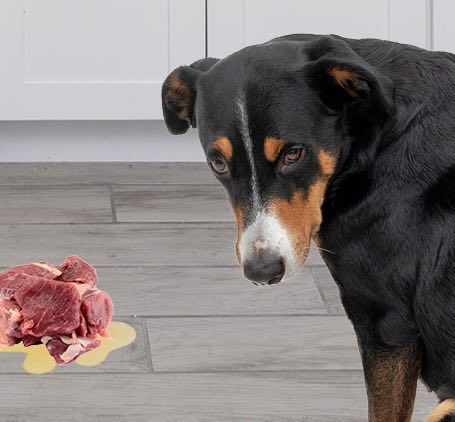 What to Feed Dogs After They’ve Vomited