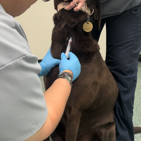 The Role of Progesterone in Canine Fertility: A Veterinary Perspective