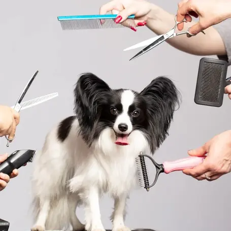 Understanding Dog Clipper Blades: A Detailed Guide
