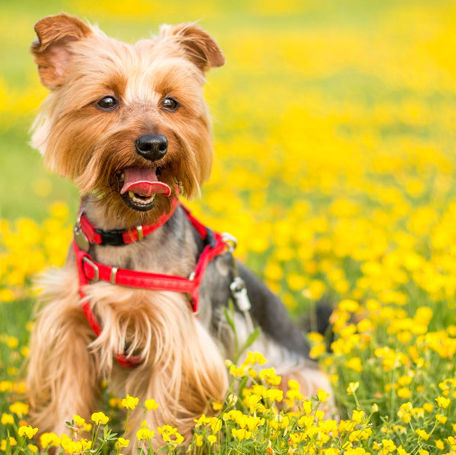Pollen Allergies in Dogs