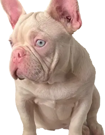 Caring for a Pink French Bulldog: Expert Tips and Insights