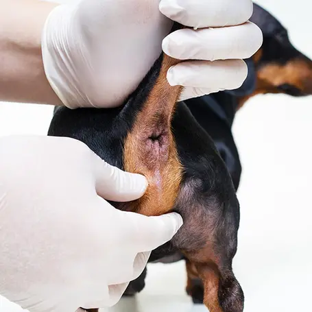 Understanding and Managing Anal Glands in Dogs