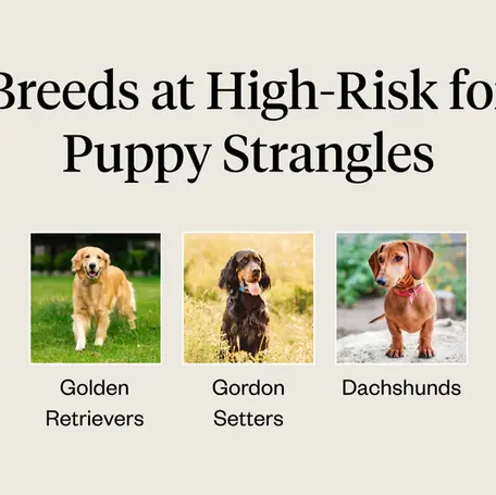 What are Puppy Strangles?