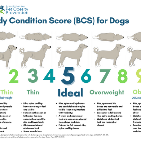 Understanding Dog Body Condition Scores (BCS)