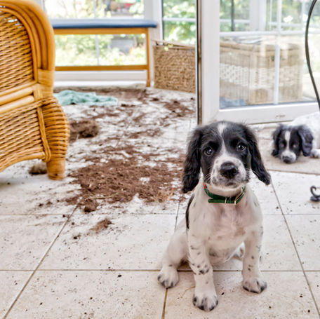 How to Puppy-Proof Your House