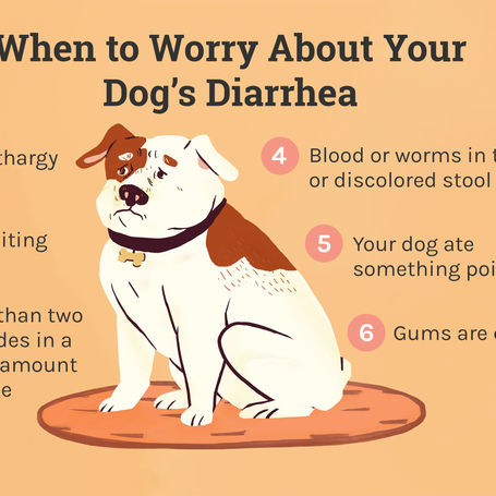 What Causes Puppy Diarrhea?