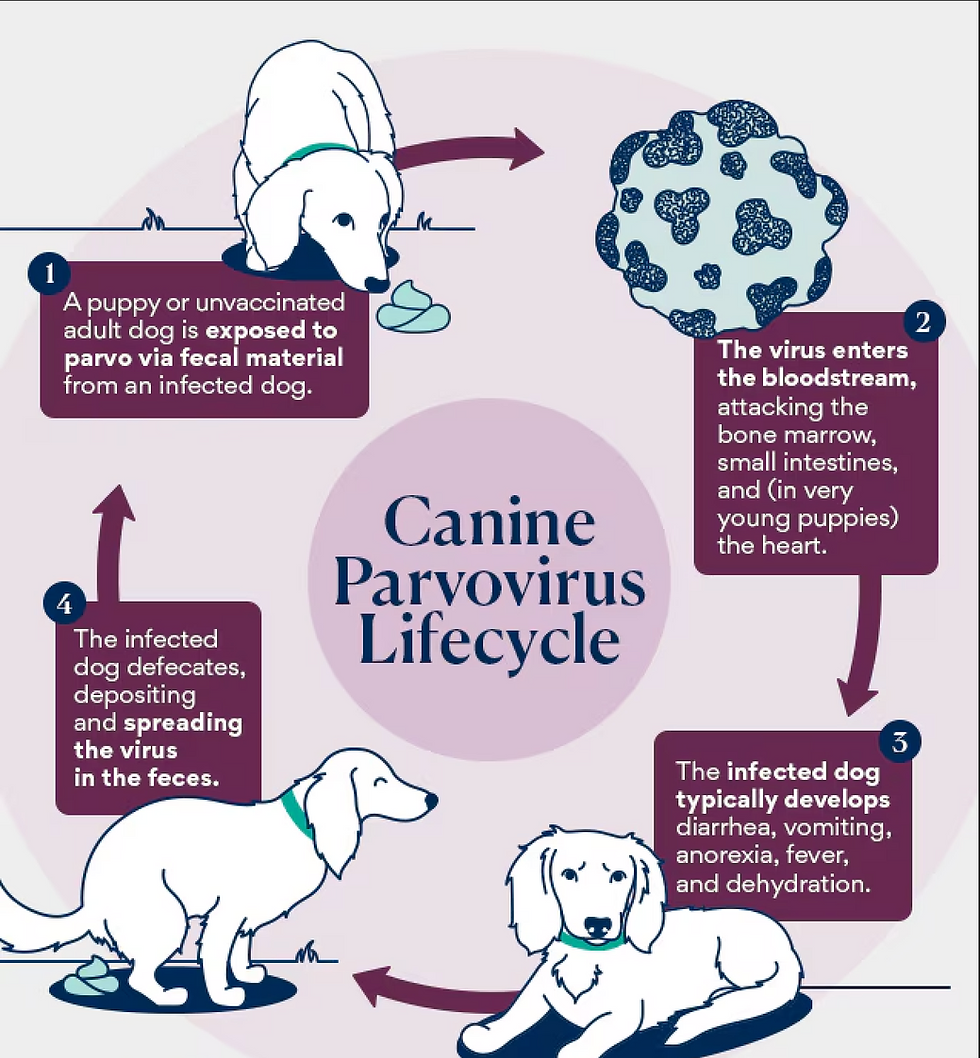 canine parvovirus cycle