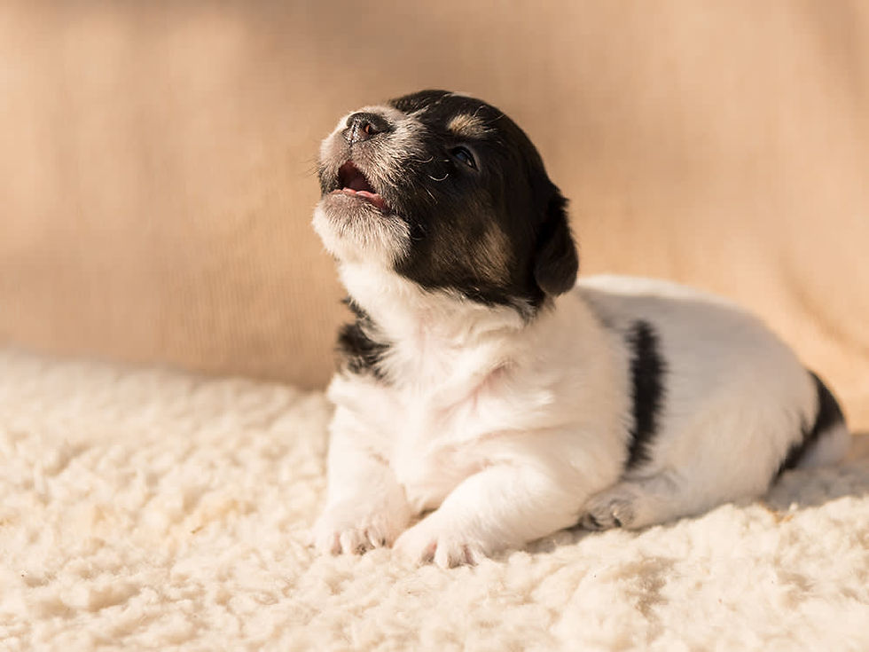 Why Is My Puppy Crying and Whining and How Can I Help Them?