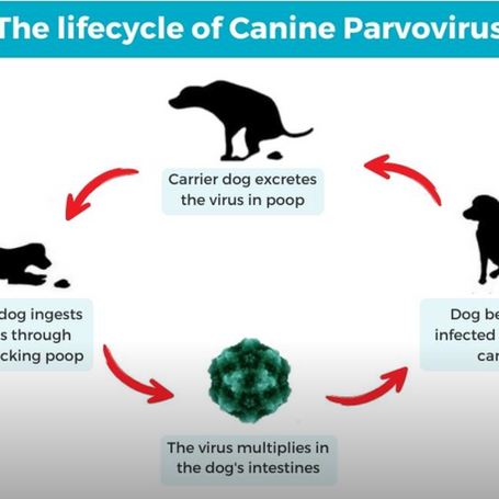 Giardia vs Parvo: Understanding the Differences and Similarities