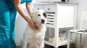 Understanding Common Health Issues in Giant Dog Breeds