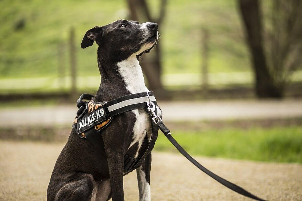 Dog on no pull harness