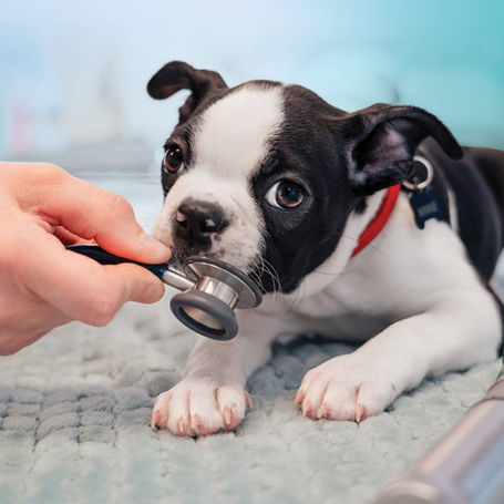 Why a Yearly Heartworm Test is Crucial for Your Pets