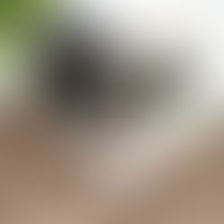 Why Do Dogs Eat Dirt?