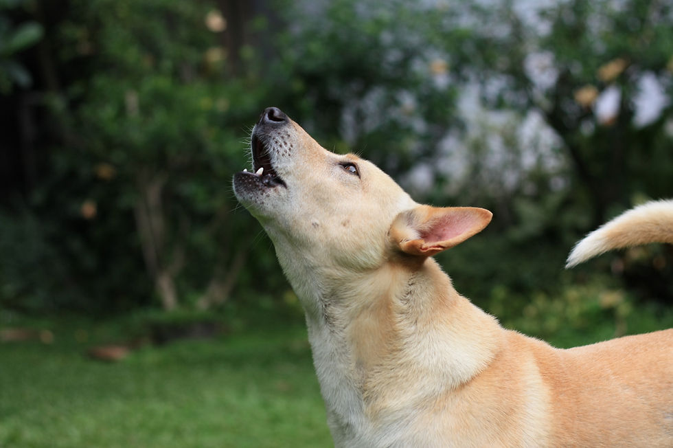 Dog outside howling at sirens