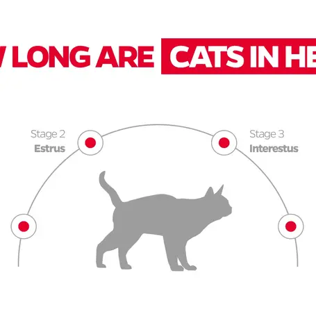 Understanding the Feline Heat Cycle