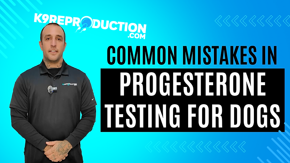 Common mistakes in progesterone testing dogs