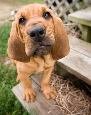 Environmental Risks That Can Make Your Pet Sick
