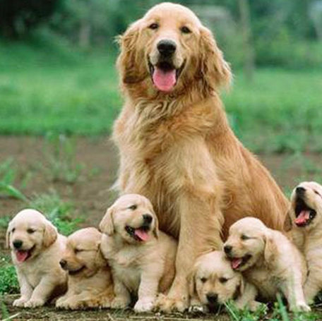 3 Ways to Help Your Dog Prepare for Whelping