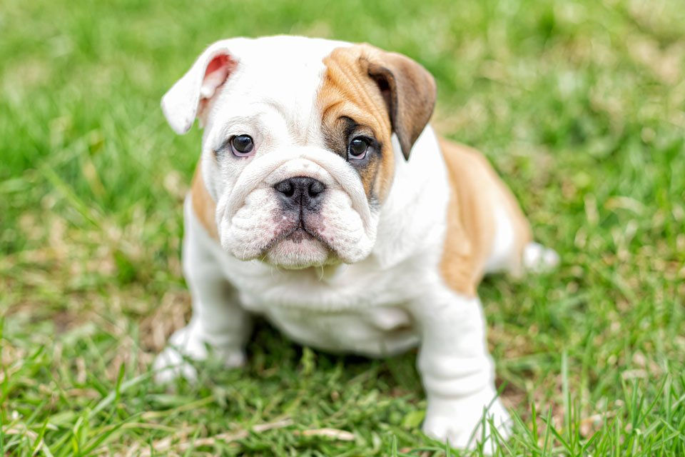 New Puppy Care: 6-12 Months