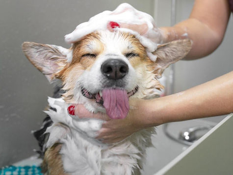 Dog Grooming Tips for Puppies: A Comprehensive Guide for New Dog Owners