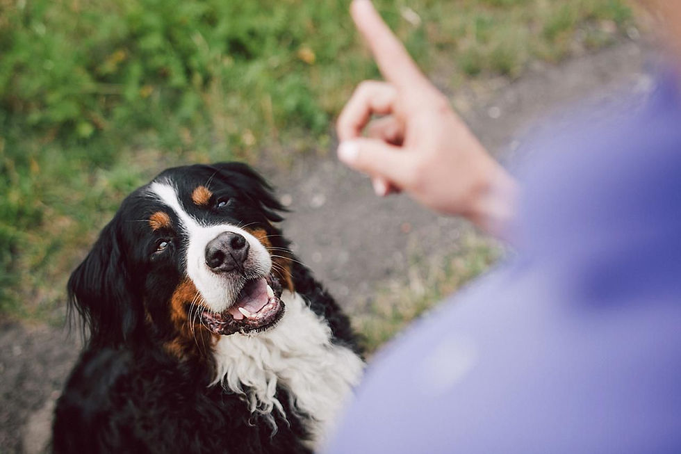 How to Train a Deaf Dog