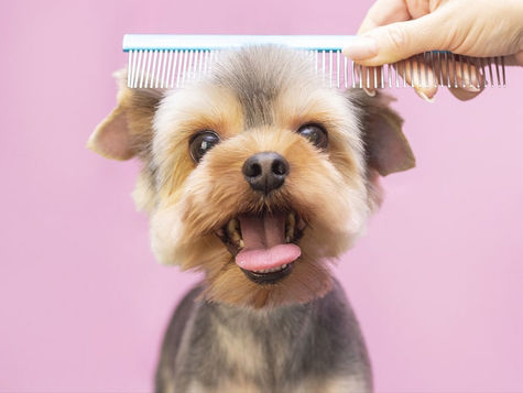 Time-Saving Dog Grooming Tips: A Professional's Guide