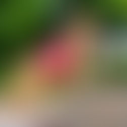 Deworming Pregnant Dogs: An Effective Protocol