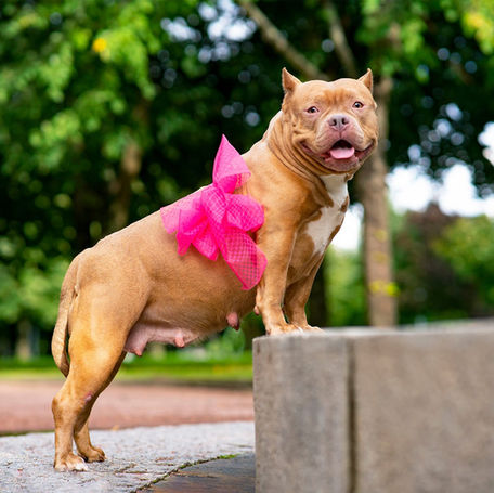 Deworming Pregnant Dogs: An Effective Protocol