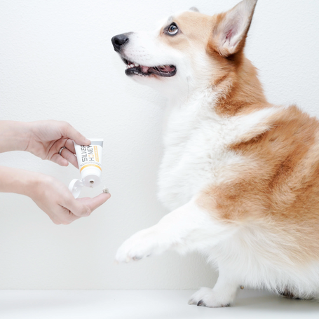 Tackling Canine Hot Spots: The Power of Silver Honey Treatment