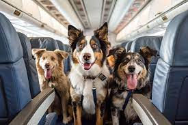 Flying with Pets: Tips for Flying with Dogs & Cats