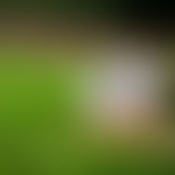 Why Dogs Roll in Disgusting Things: Unraveling the Mystery from a Veterinary Perspective