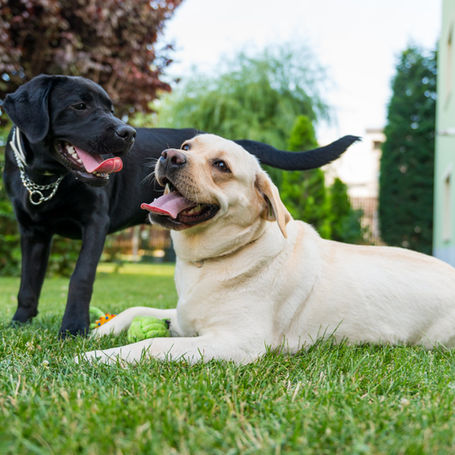 Caring for Middle Age Cats and Dogs