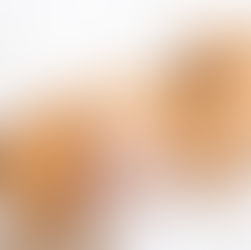 Understanding Dog Pregnancy: Stages and Care Tips