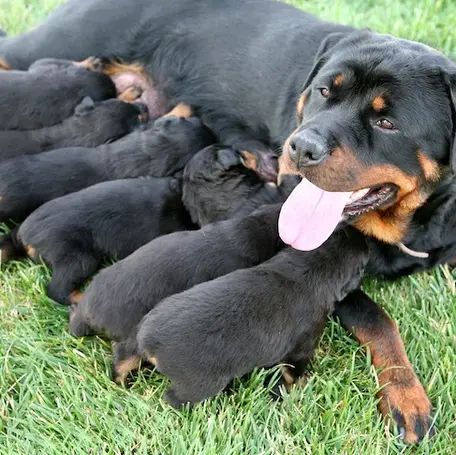 Managing a Dog’s First Litter