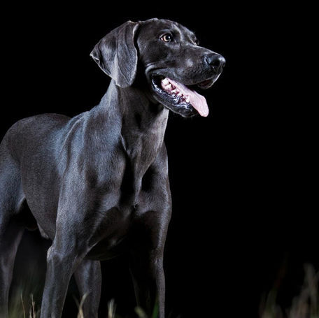 Can Dogs See in the Dark?