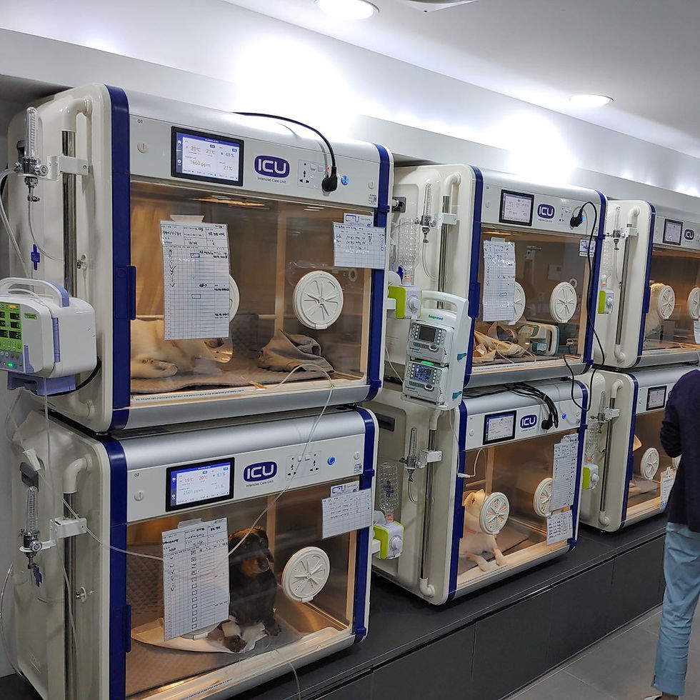 Thumbnail: Smart Incubator Pro Plus PX160 Without Camera