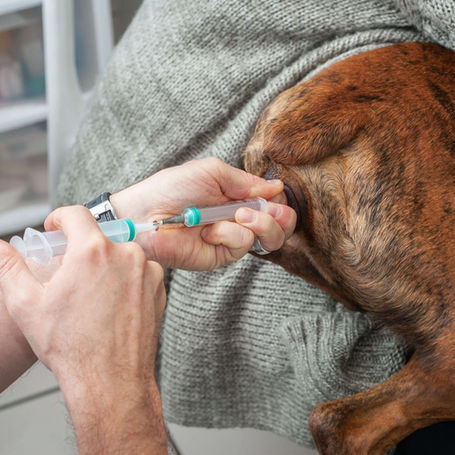 Best Practices for Canine Artificial Insemination