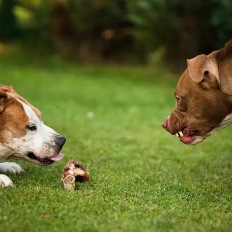 Resource Guarding in Dogs