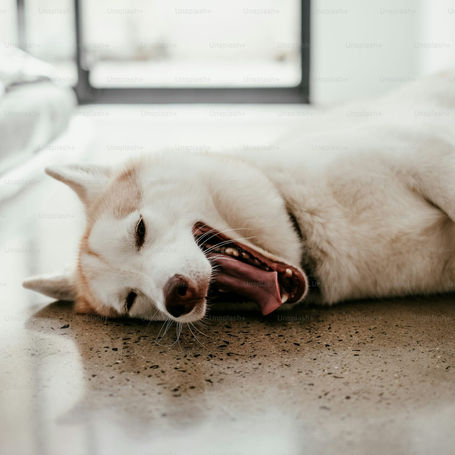 Progesterone Testing for Breeding Accuracy: A Veterinary Perspective